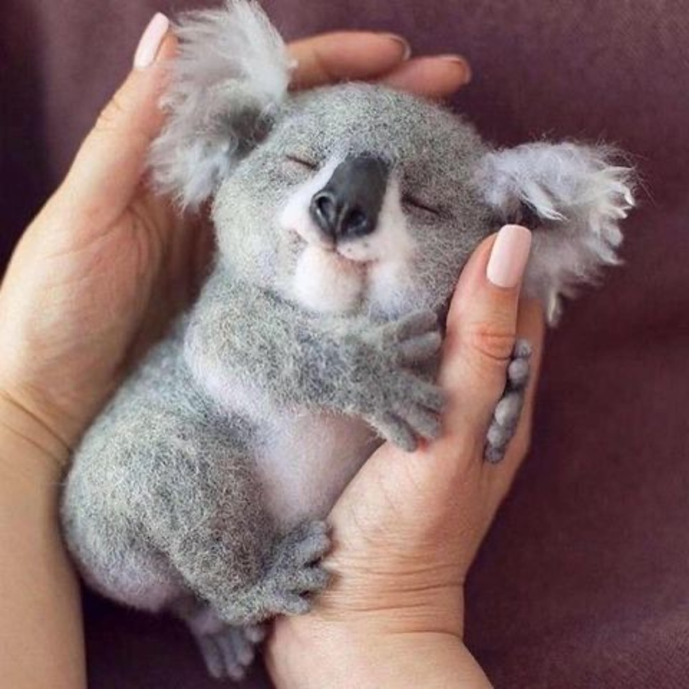 Meet your Posher, Lucy